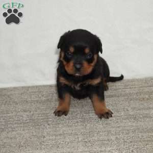 Hadley, Rottweiler Puppy